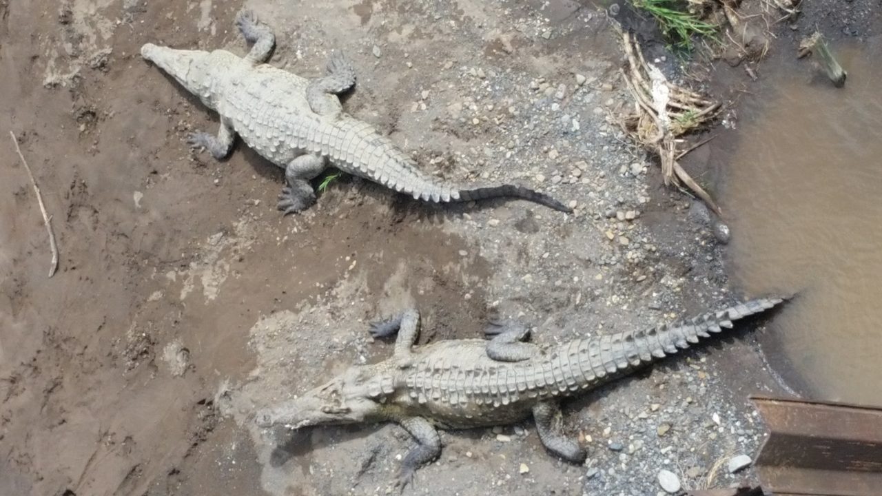 Crocodile Bridge Costa Rica