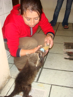 Wildlife Volunteering in Ecuador