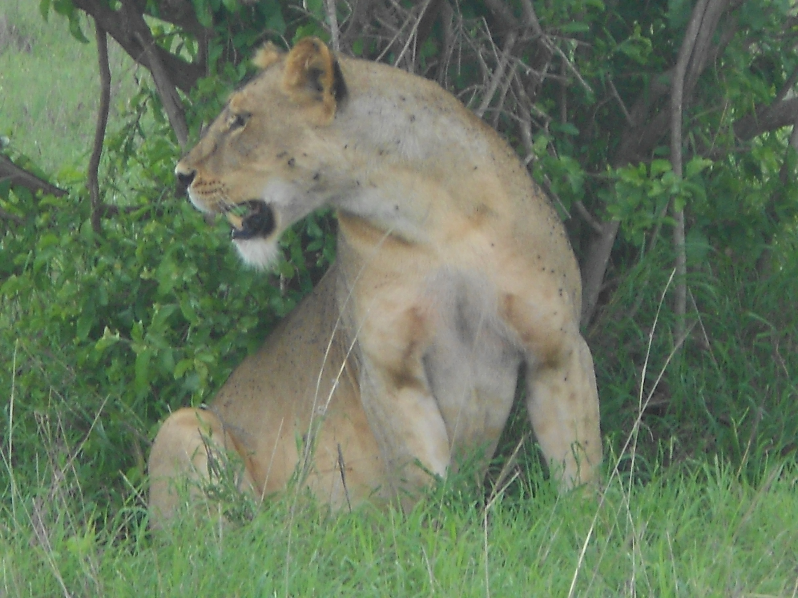 Kenya Wildlife Conservation Volunteering Lion